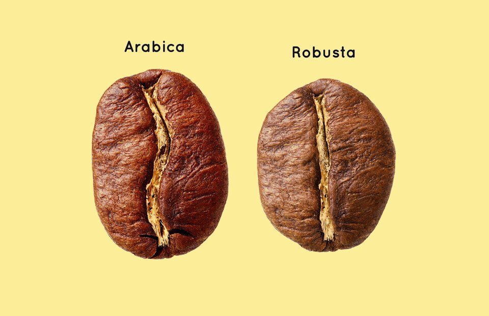Как отличить зерна робусты от зерен арабики по внешнему виду и почему